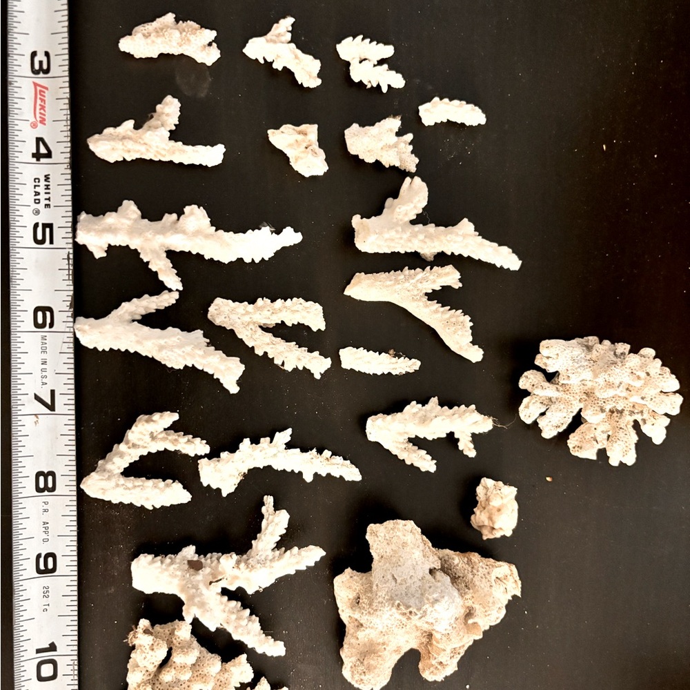 Bulk white coral branch pieces